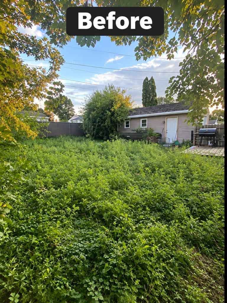 Overgrown backyard before service